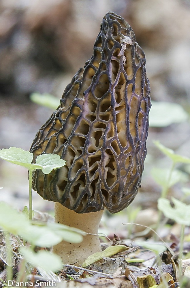 Morchella angusticeps (Morchella elata)1836