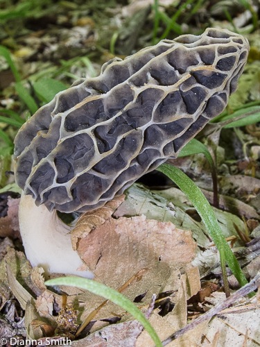Morchella diminutiva0182