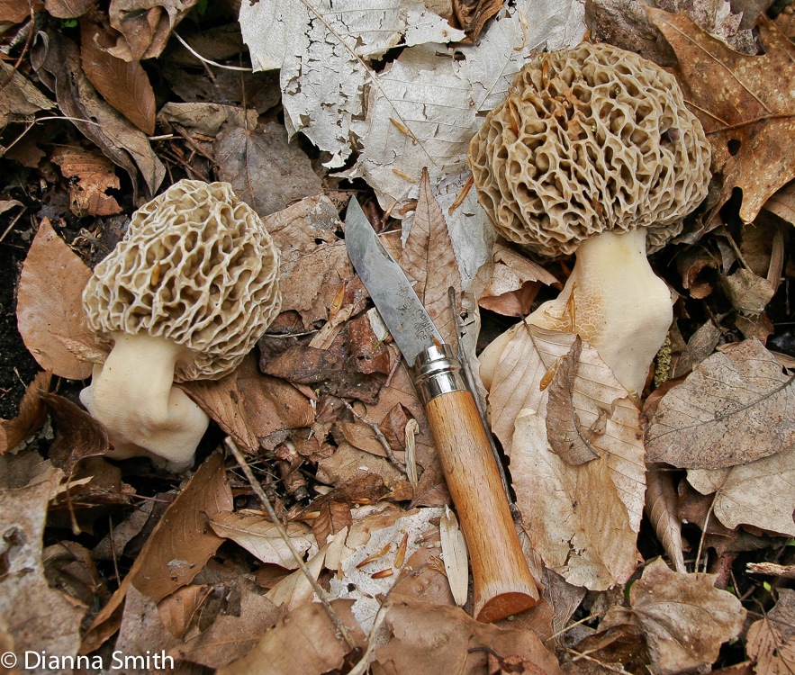 Morchella esculentoides1948