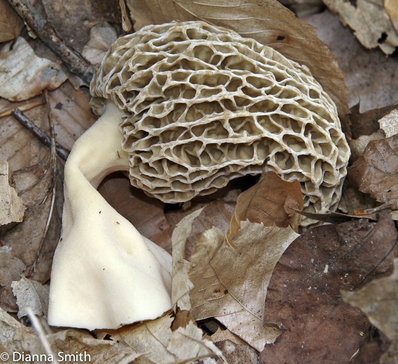 Morchella esculentoides1957