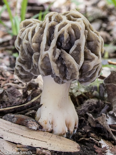 Morchella prava or diminutiva0090