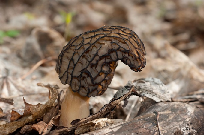 Morchella elata04614
