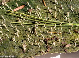 Multiclavula mucida