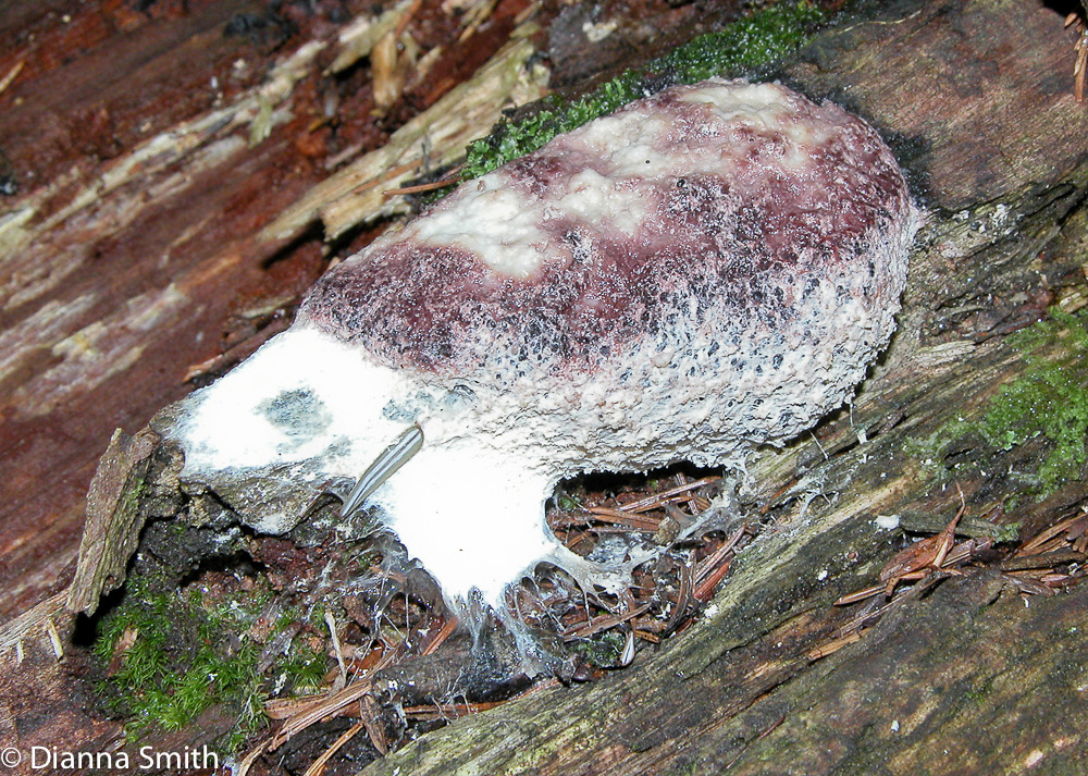 Muscilago crustacea0519a