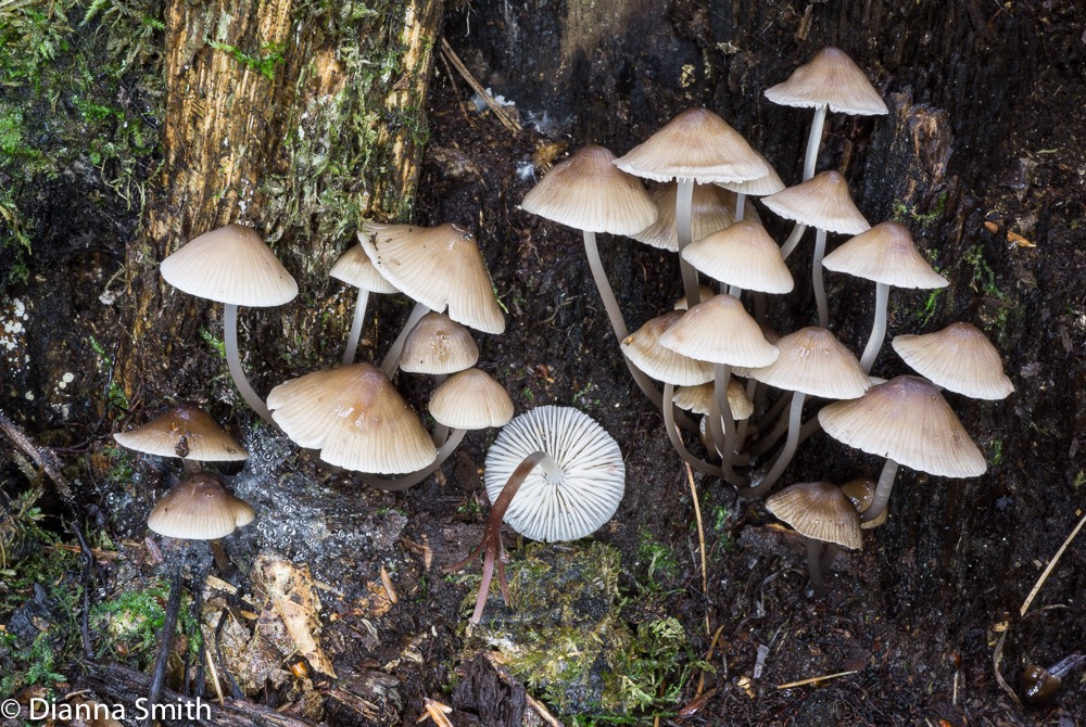 Mycena galericulata03888