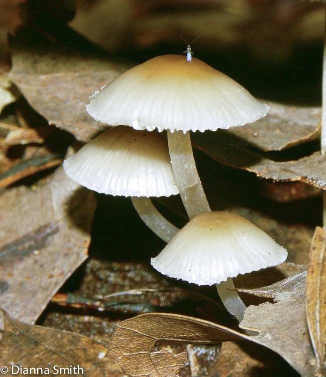 Mycena galericulata_