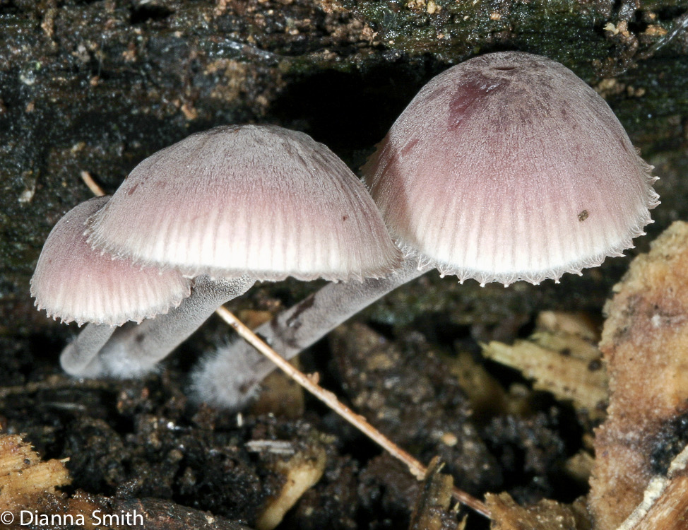 Mycena haematopus_0255