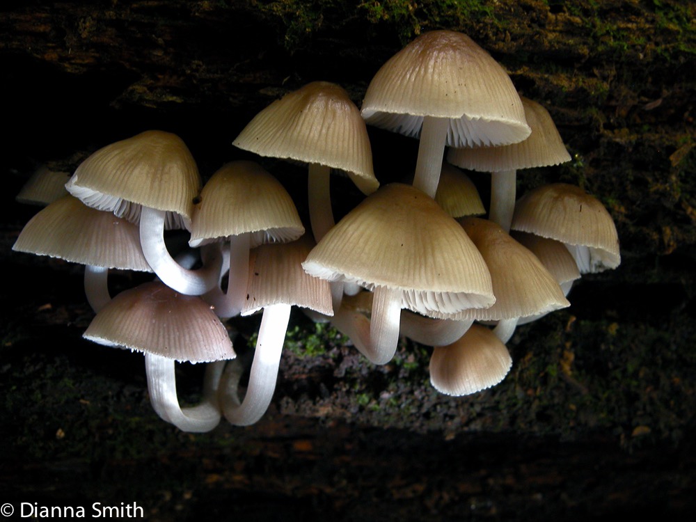Mycena inclinata 8586