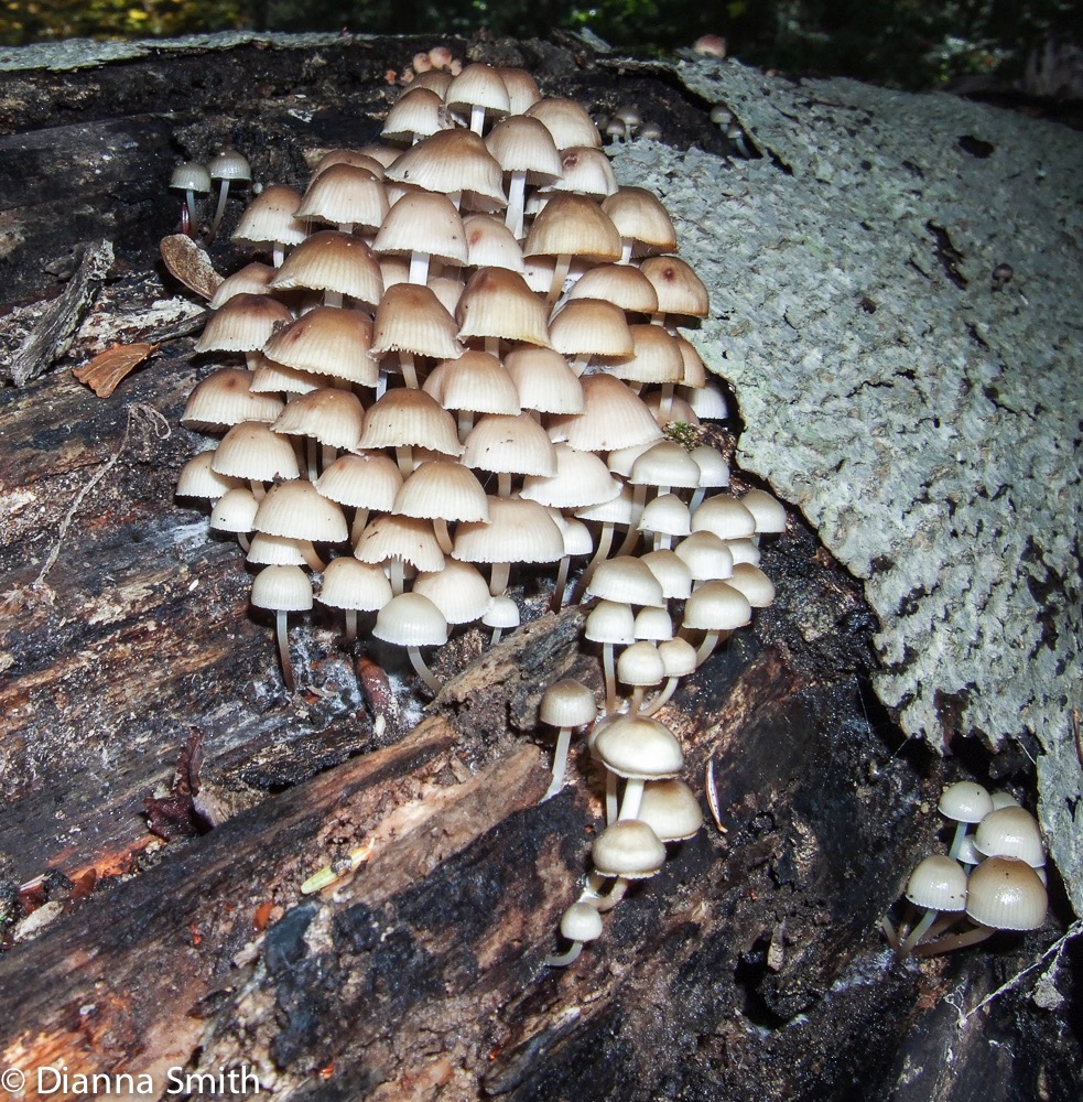 Mycena inclinata10050088