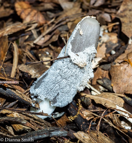 Parasola plicatilis  02609