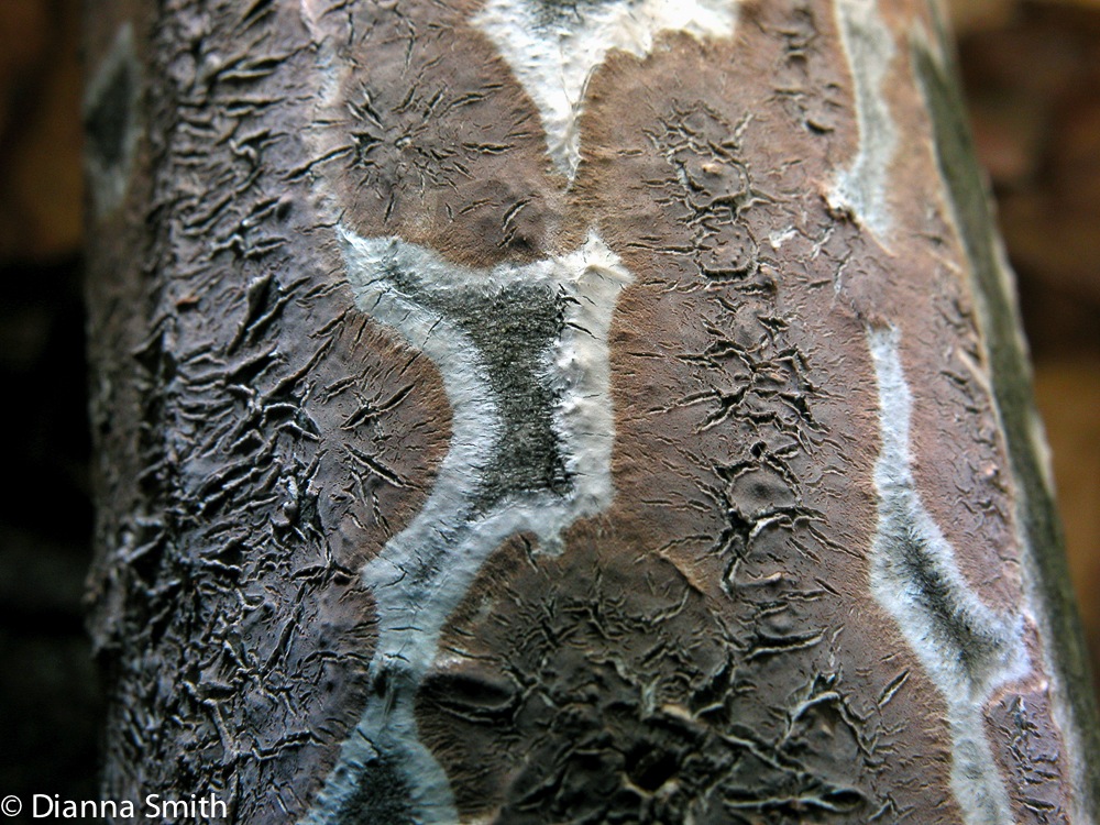 Peniophora albobadia? on Ironwood2152