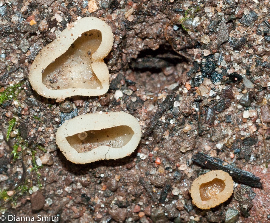 Peziza succosa 01369