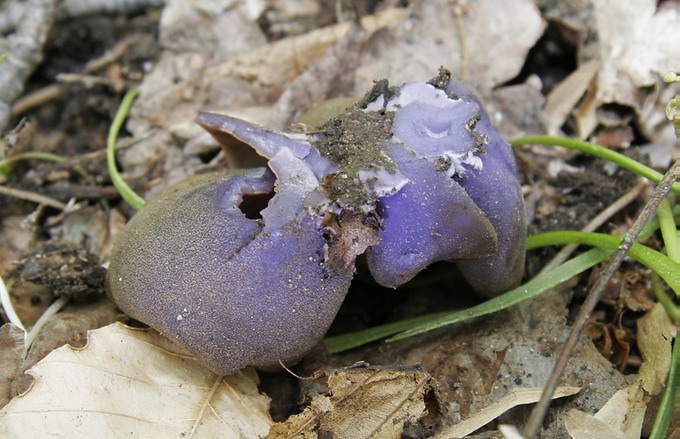 Peziza badio-confusa1912