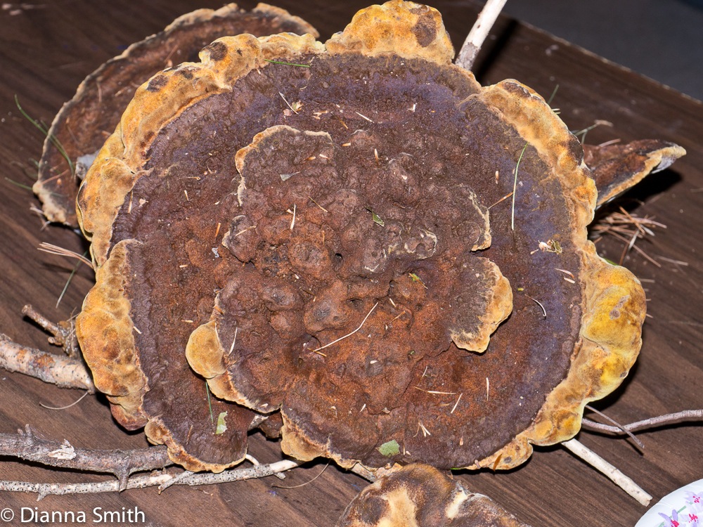 Phaeolus schweinitzii1020079