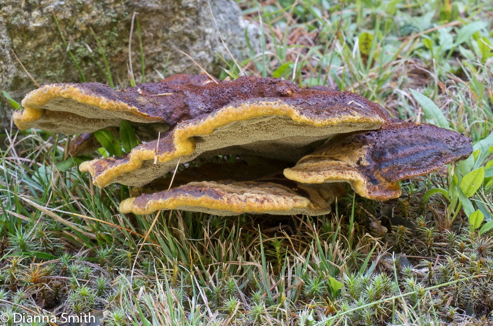 Phaeolus schweinitzii1020480