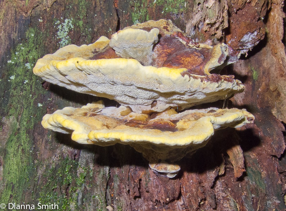 Phaeolus schweinitzii1417