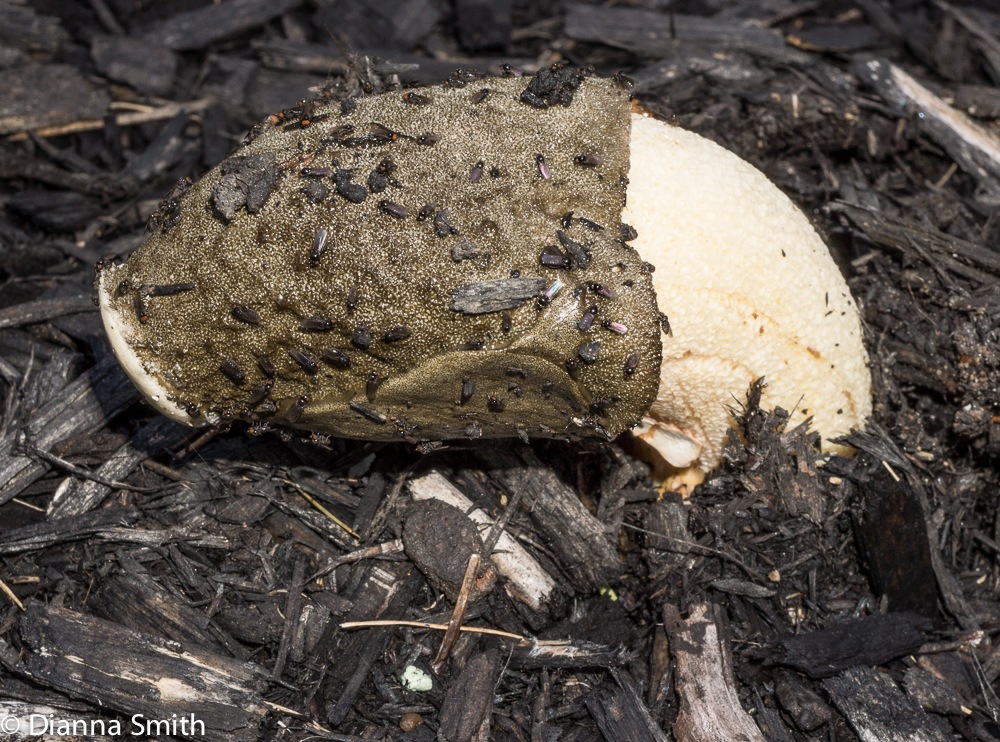 Phallus ravenelii02493