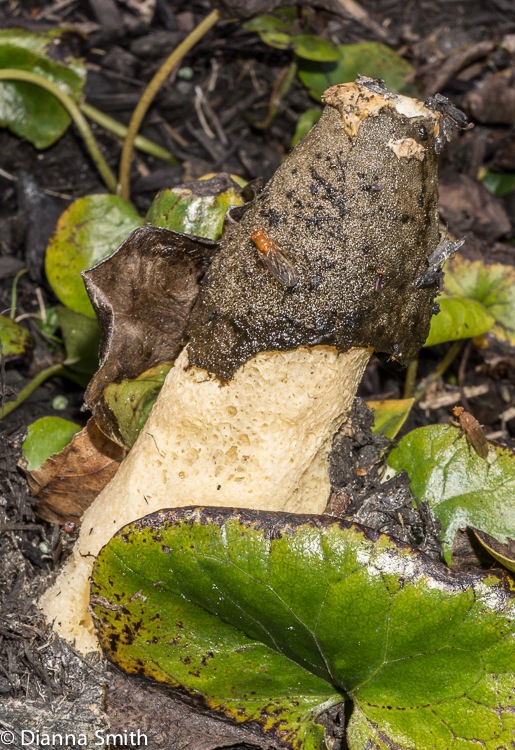 Phallus ravenelii02494