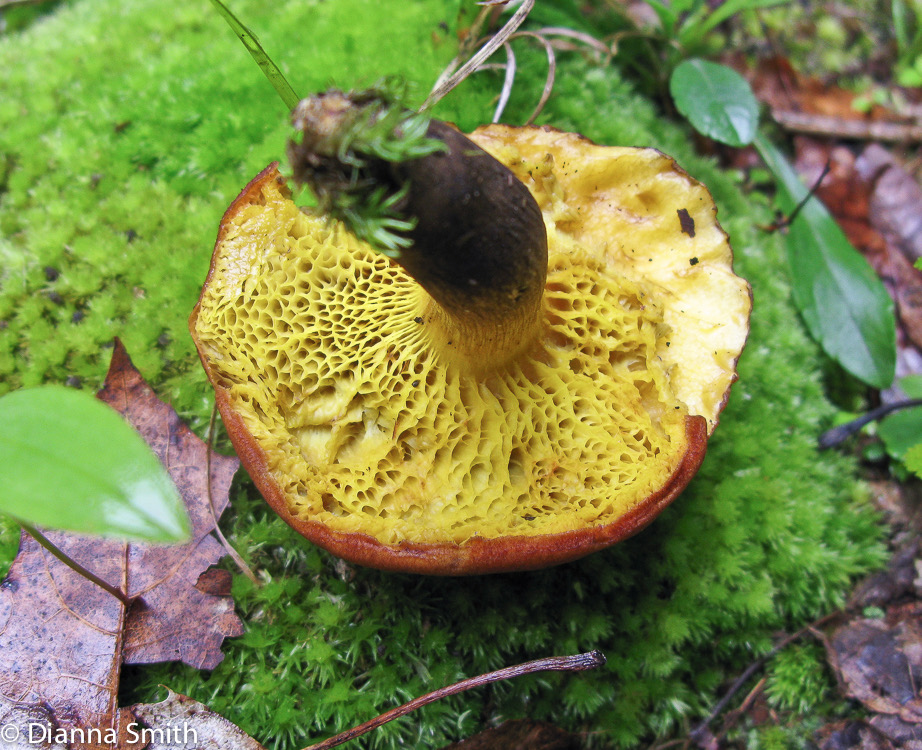 Phylloporus boletinoides1149