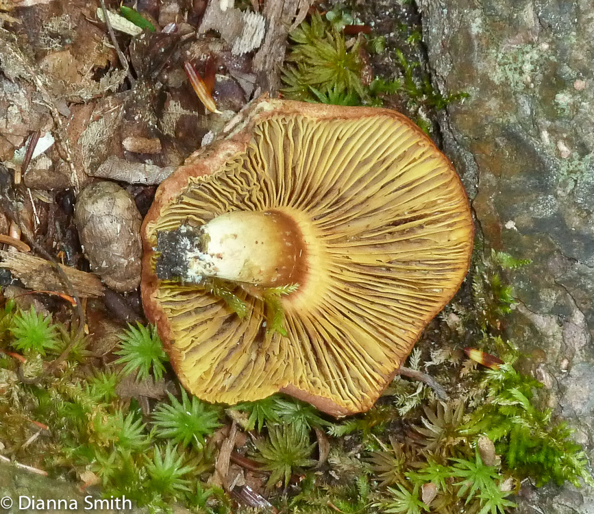 Phylloporus leucomycelinus1020589