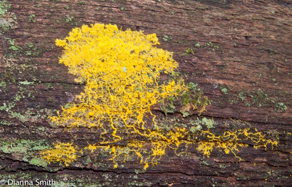 Physarum polycephalum5699