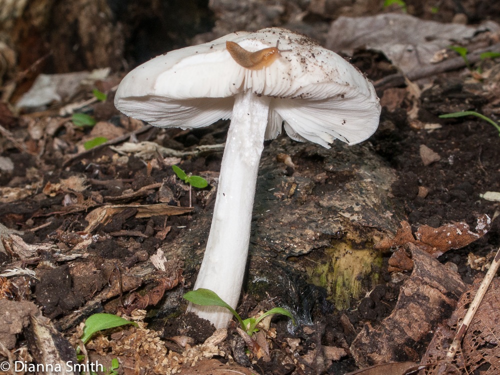 Pluteus cervinus var. alba1943