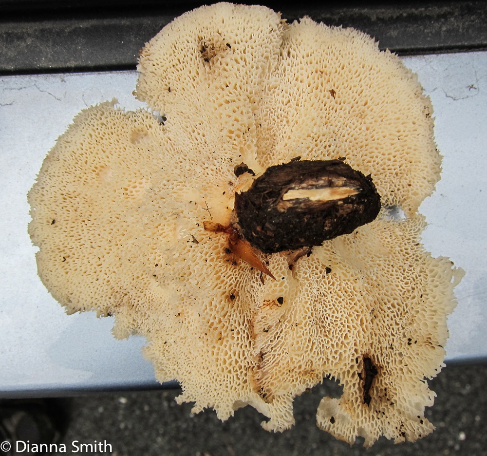 Polyporus arcularius_0256