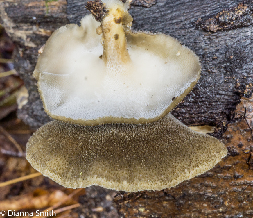 Polyporus brumalis03907