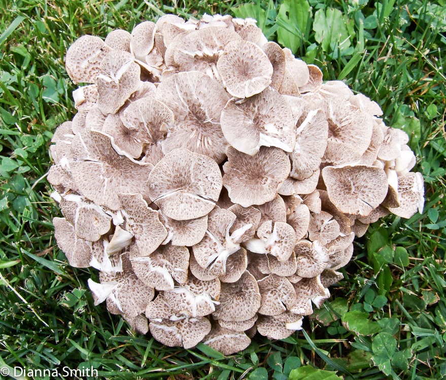 Polyporus umbellatus8118