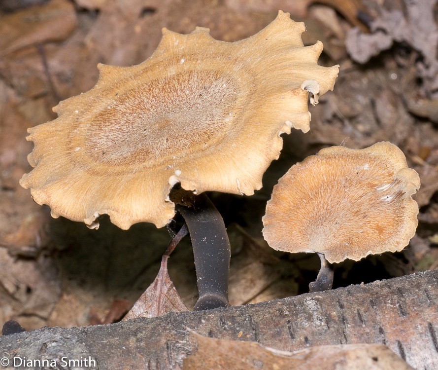 Polyporus varius1000277