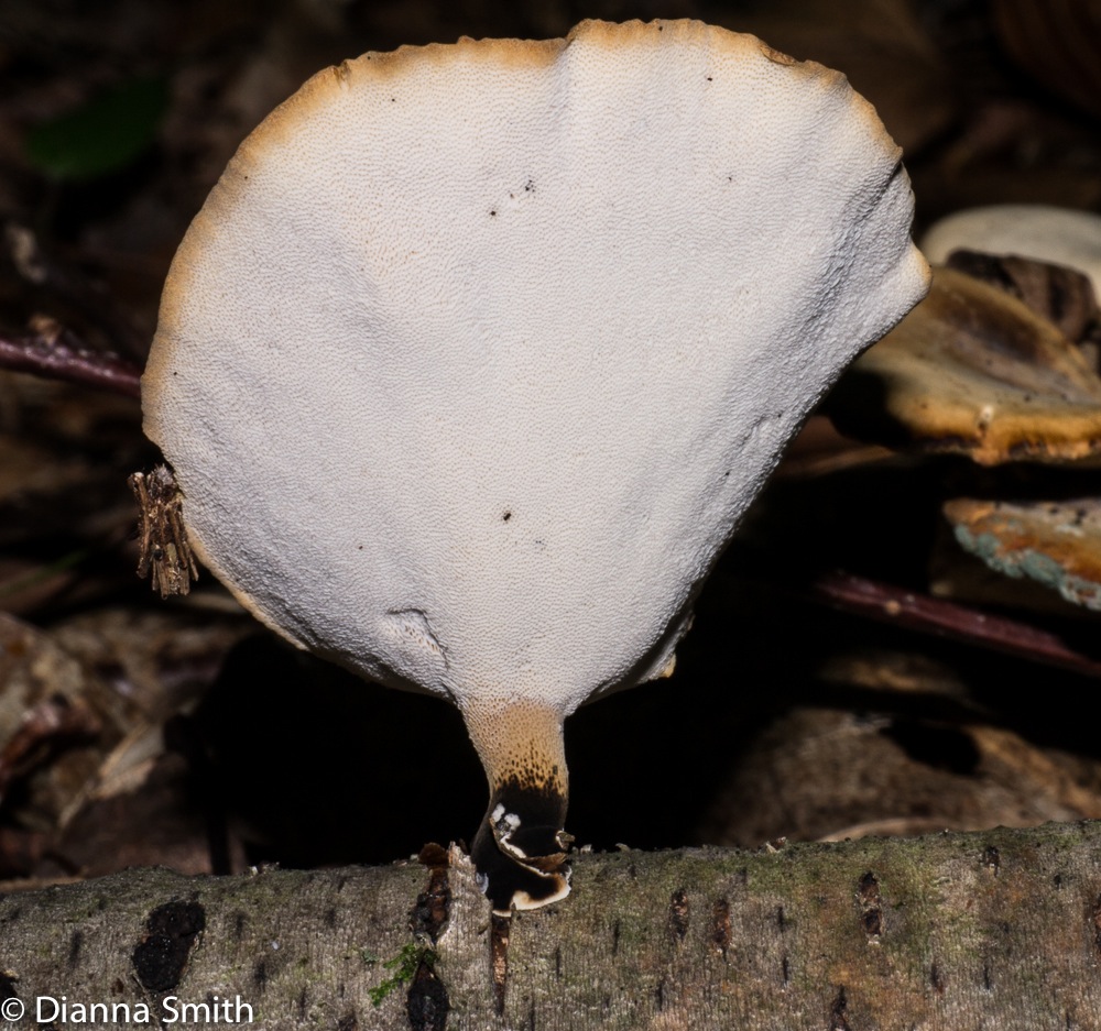 Polyporus varius1010020