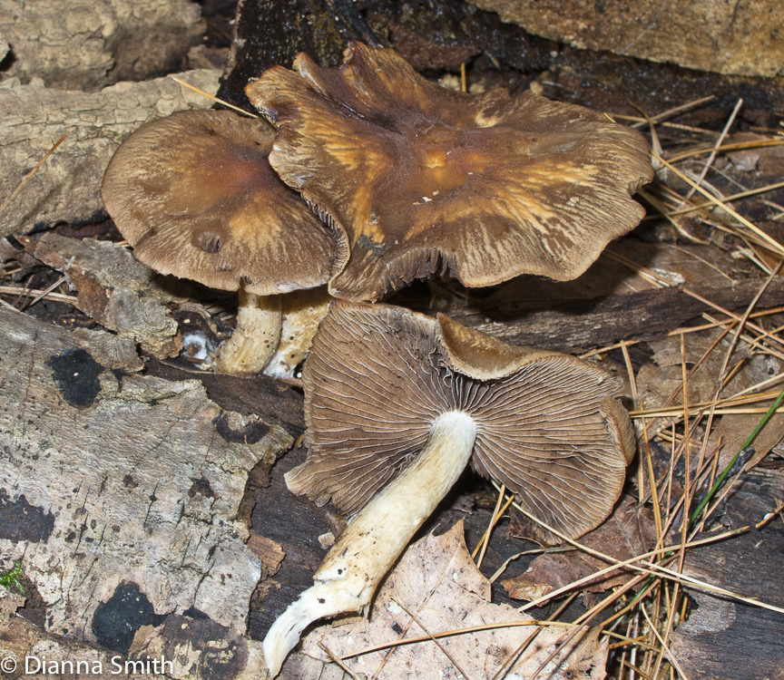 Psathyrella rugocephala1427