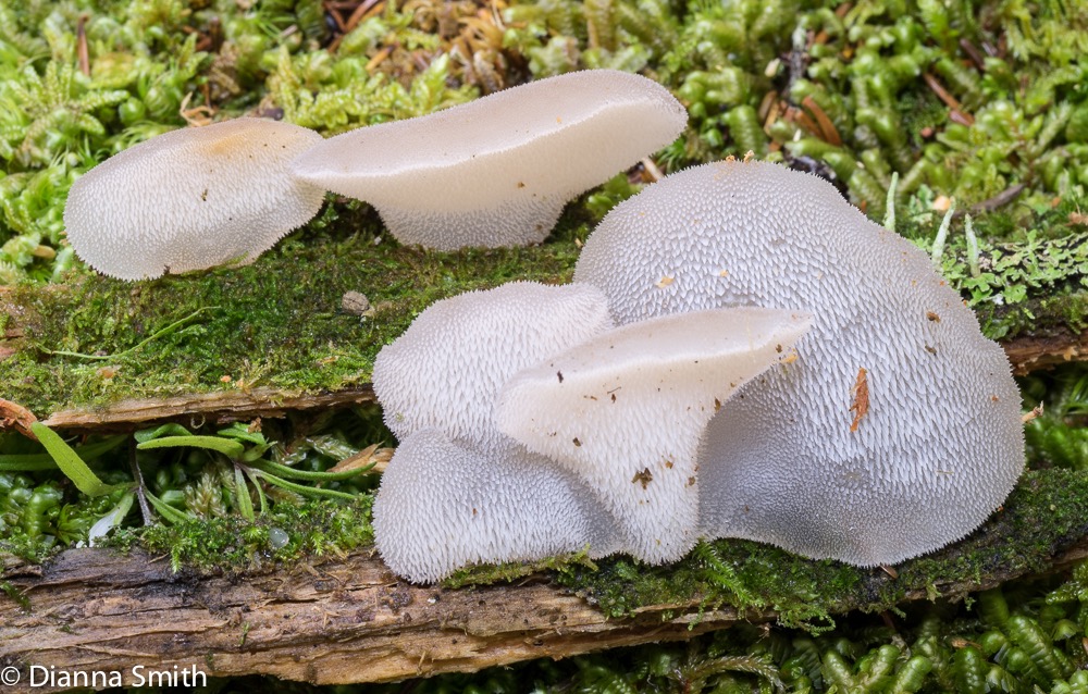 Pseudohydnum gelatinosum01738