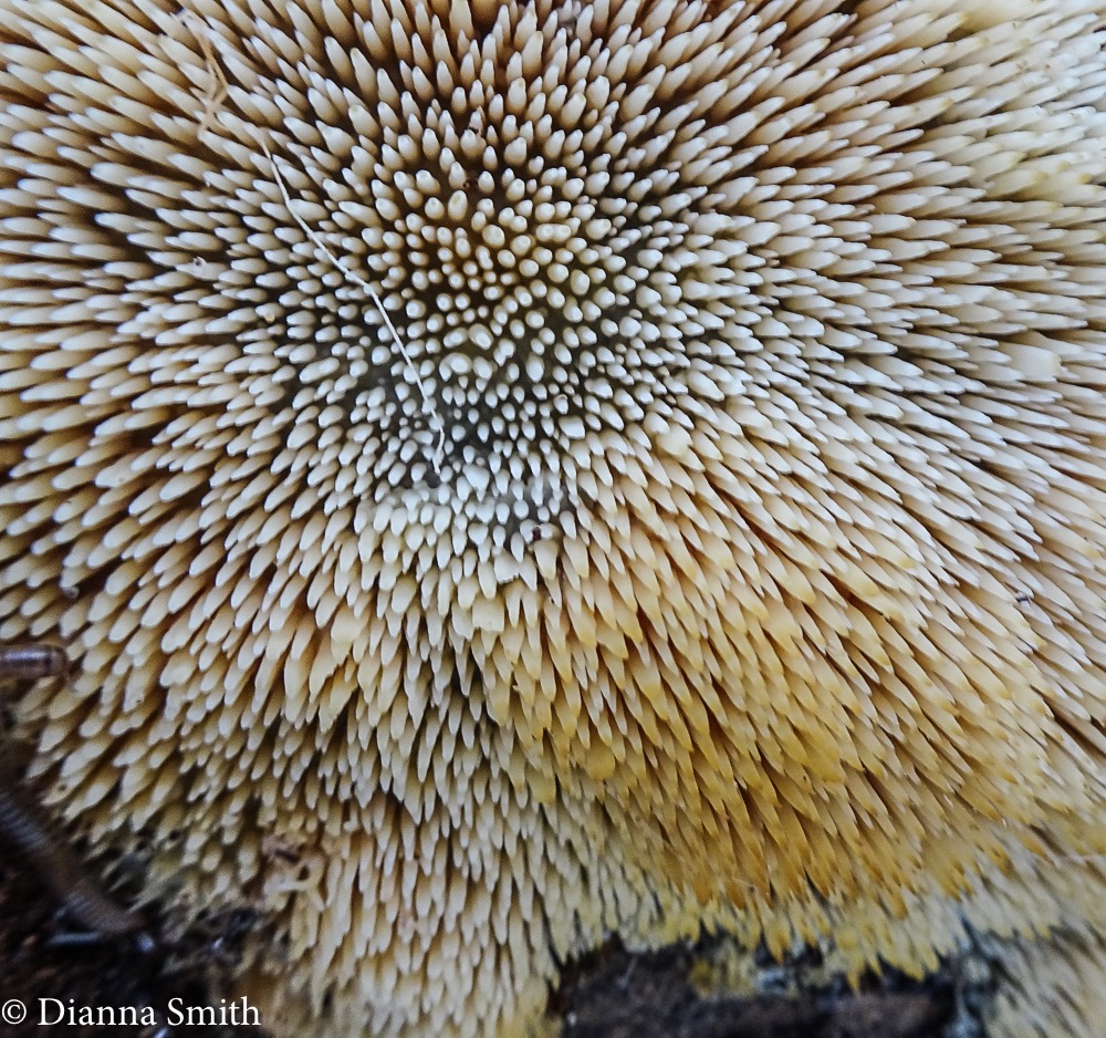 Radulomyces copelandii05178