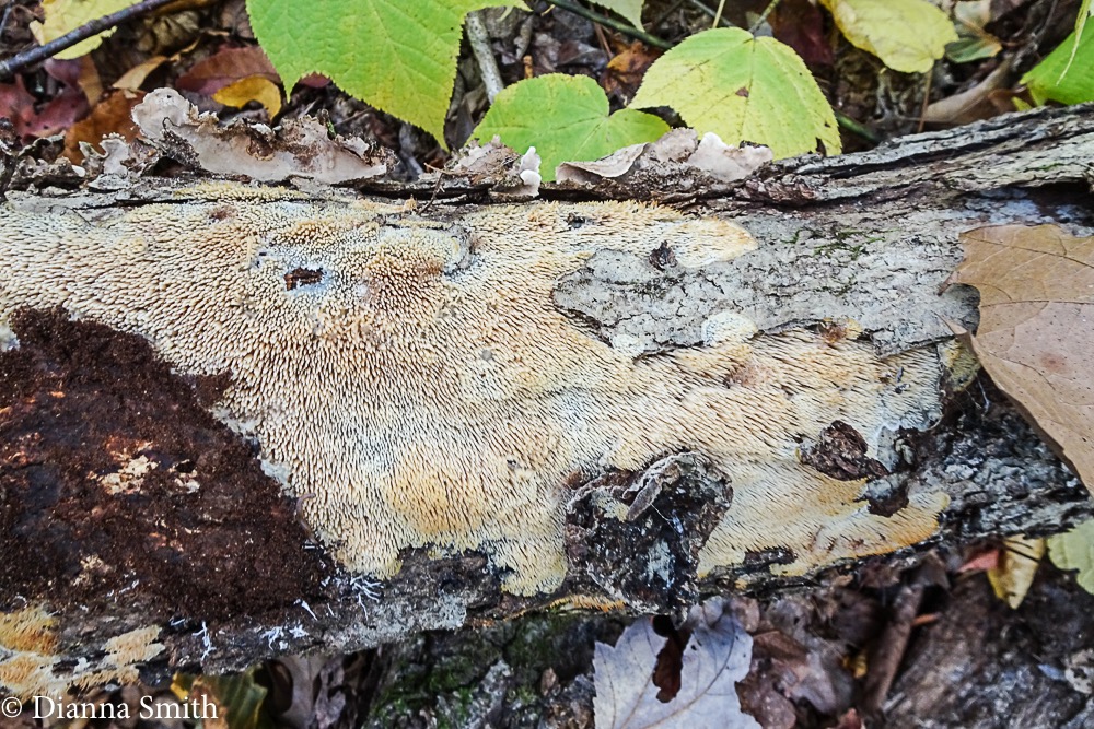 Radulomyces copelandii05179