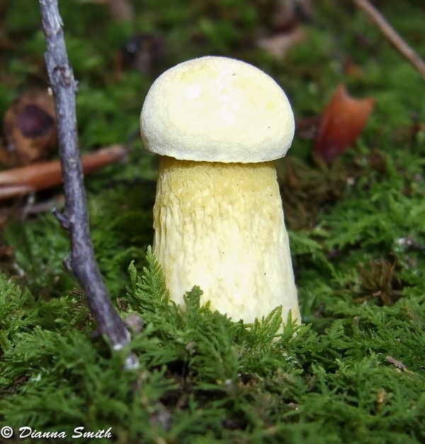 Retiboletus ornatipes oy3781