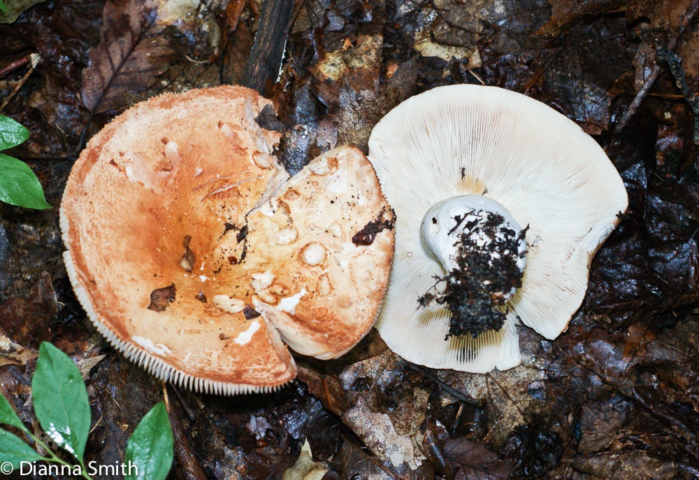 Russula compacta0999