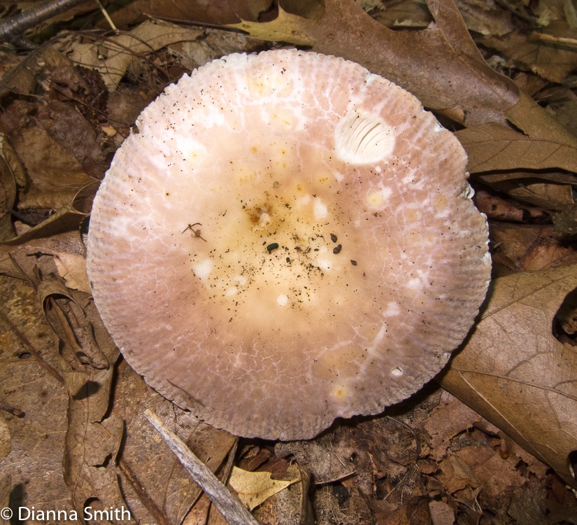 Russula crustosa_1489