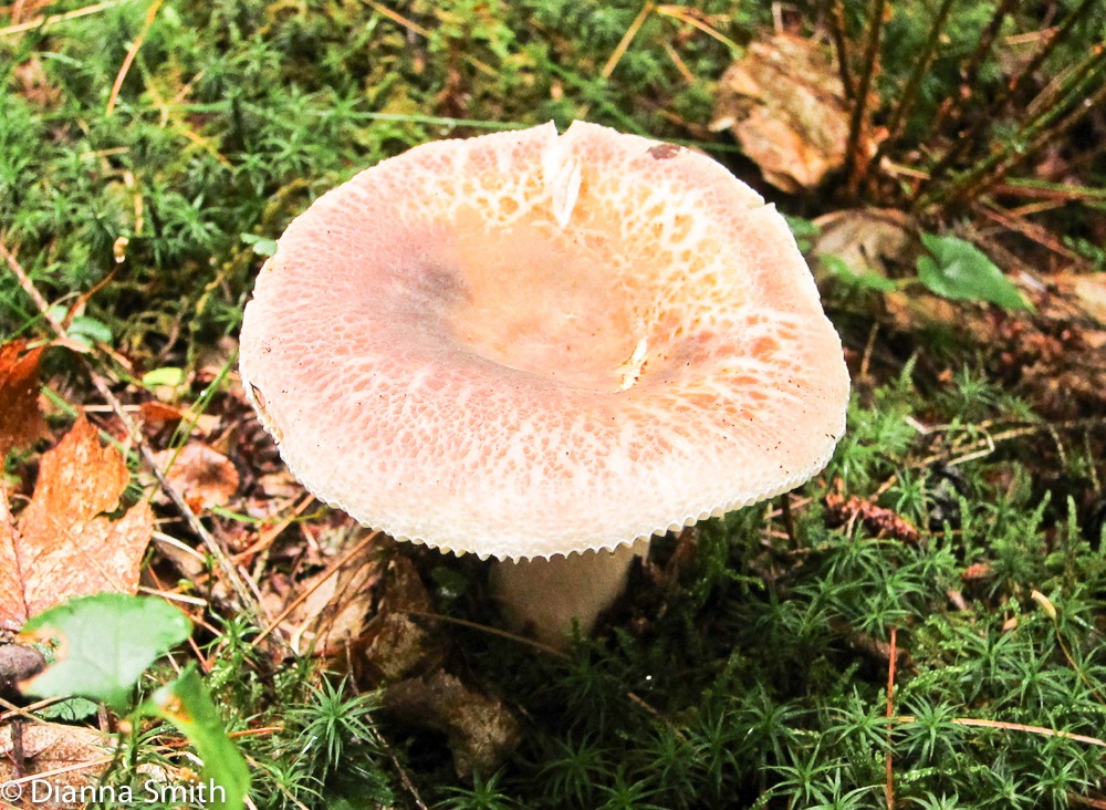 Russula crustosa_2001