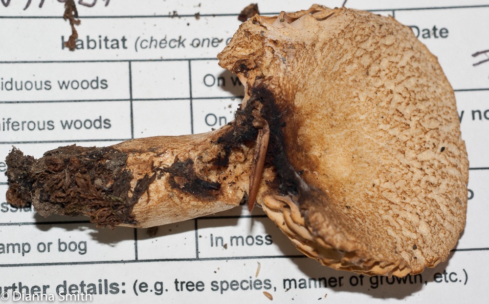 Russula earlei01259
