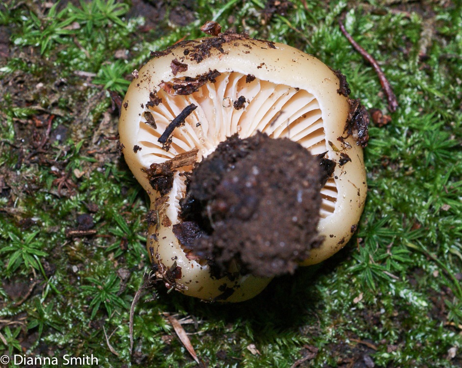 Russula eccentrica00872