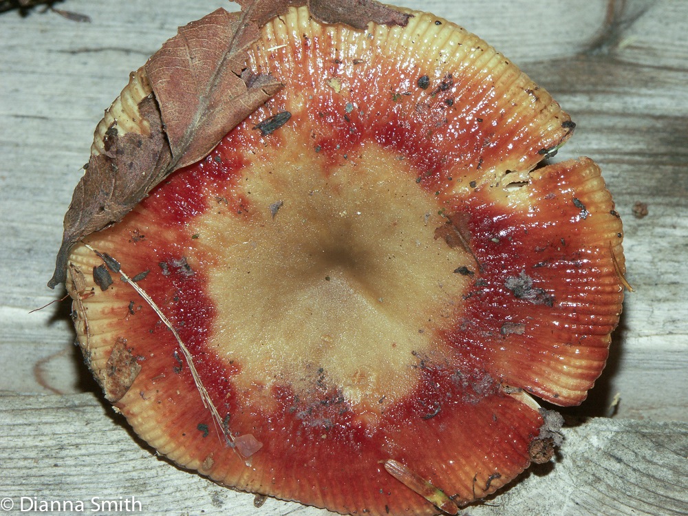 Russula fragrantissima3376