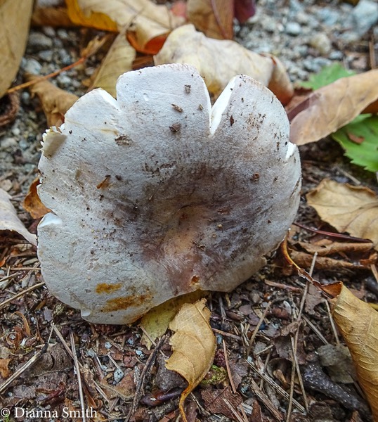 Russula ionochlora 05189