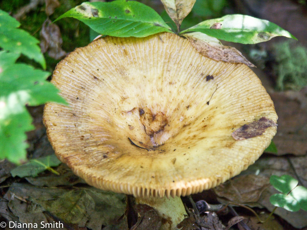 Russula laurocerasi6131