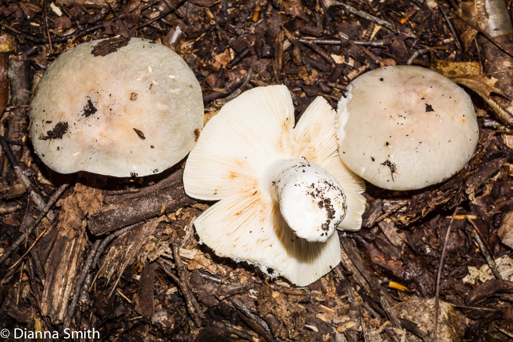 Russula modesta?02778