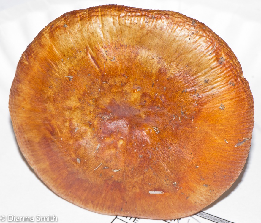 Russula mutabilis1020198
