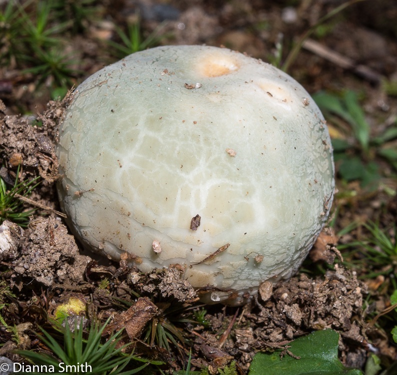 Russula parvovirescens02603