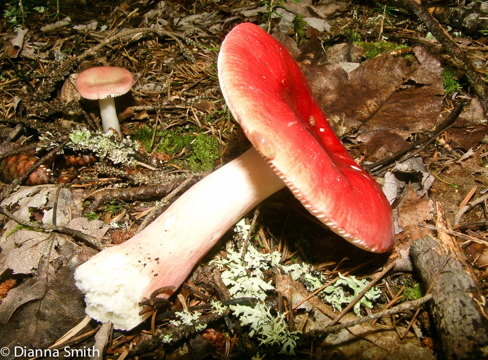 Russula peckii1780