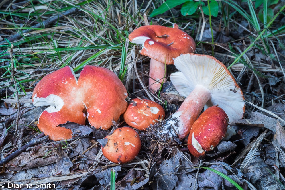 Russula pulchra 04183