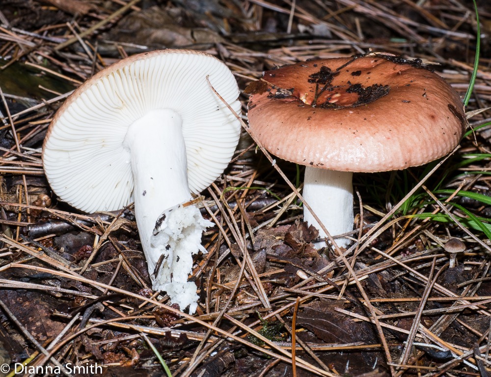 Russula rugulosa1020537